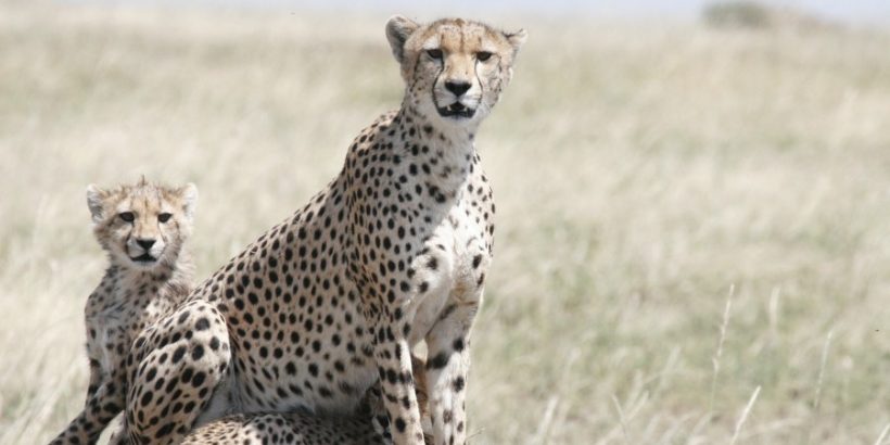 Mara-Cheetah-cubs