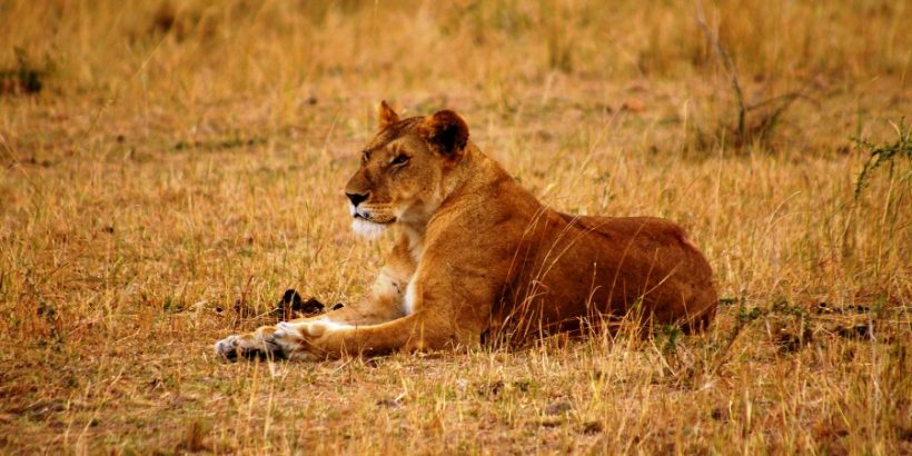 lioness-mara