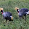 Amboseli-Birds