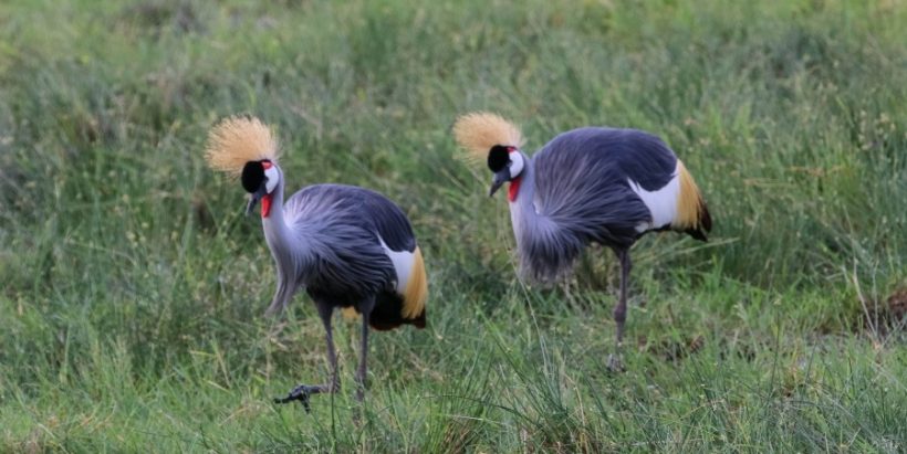 Amboseli-Birds