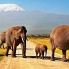 Amboseli-Elephants