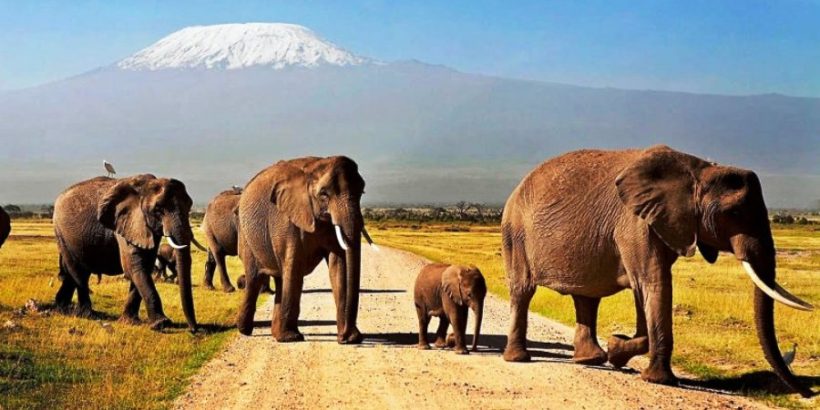 Amboseli-Elephants