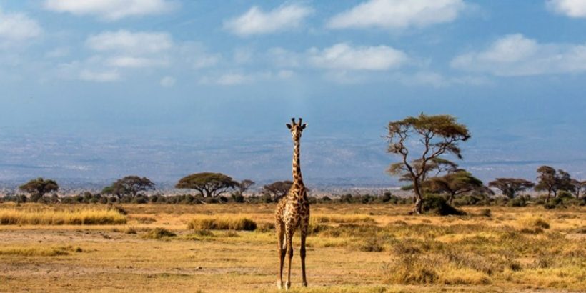 Amboseli-Giraffe