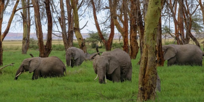 Amboseli-elephnats-Swamp