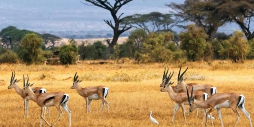 Amboseli-safaris