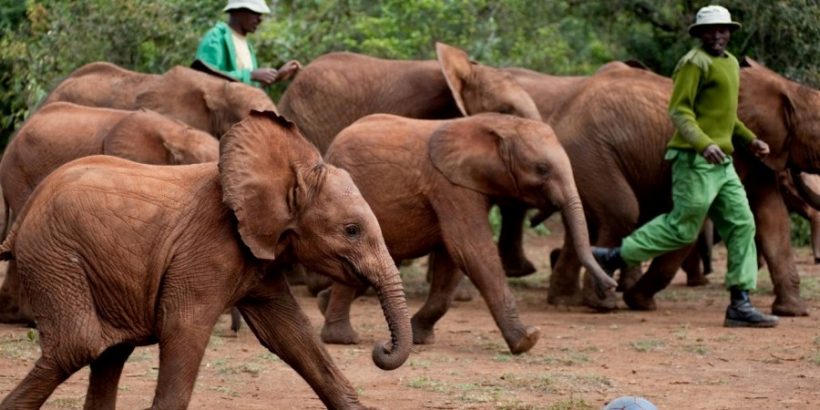 David-Sheldrick2