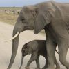 Elephants-Amboseli-National-Park