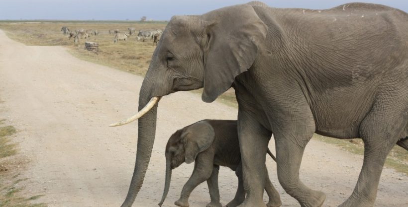 Elephants-Amboseli-National-Park