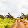 Giraffes-Amboseli