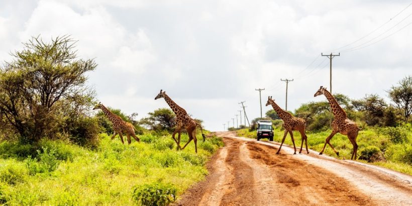 Giraffes-Amboseli