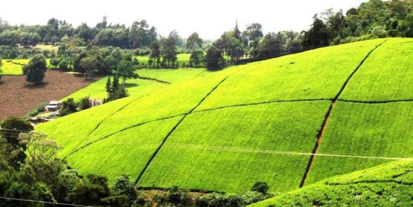 Kiambethu-Tea-Farm