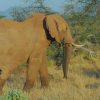 Samburu-elephant