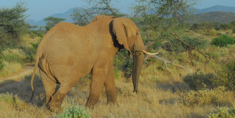 Samburu-elephant