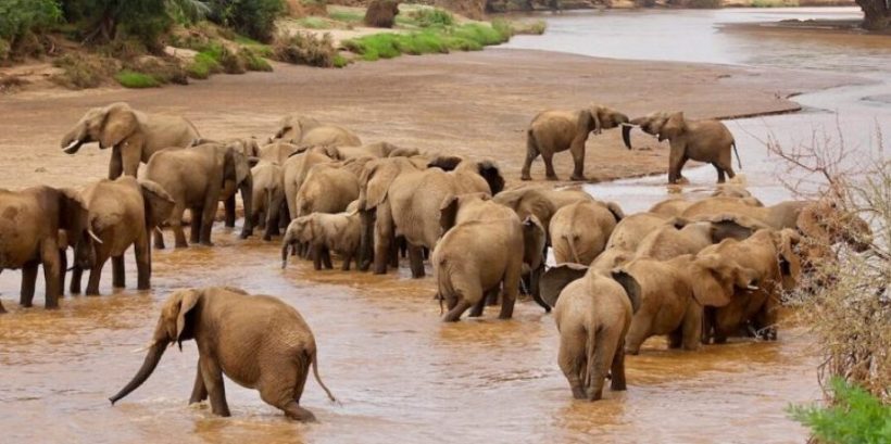 Samburu-elephants