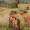 Samburu-tour4