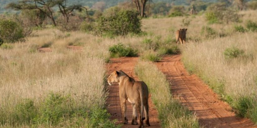 Samburu-tour4