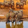 Zebras-Amboseli