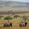 elephants-Masai-Mara