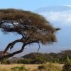 kilimanjaro-from-Amboseli