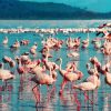 pink-flamingo-Lake-Nakuru