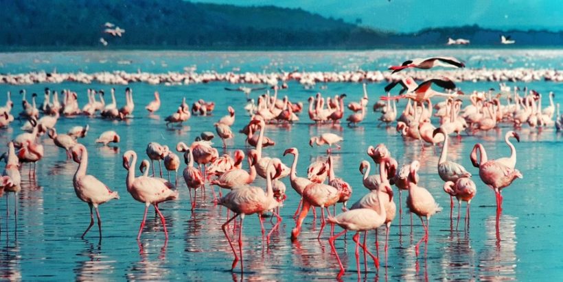 pink-flamingo-Lake-Nakuru