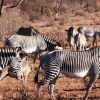 samburu-Zebras