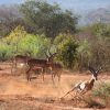 tsavo-east-gazelles