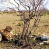 tsavo-east-lions