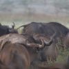 water-buffalo-Lake-Nakuru