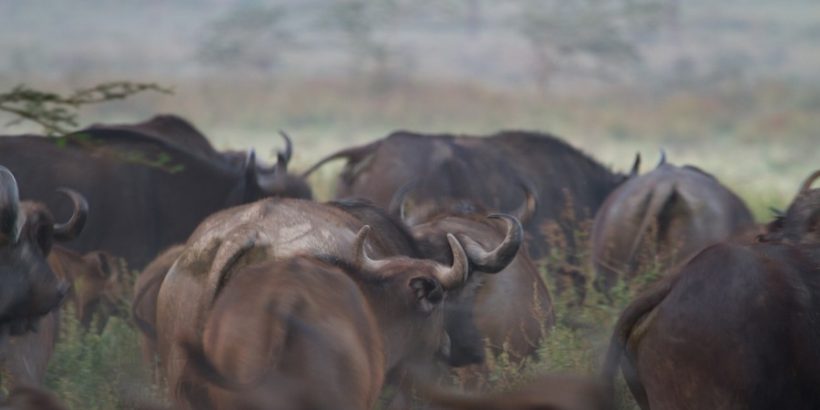 water-buffalo-Lake-Nakuru